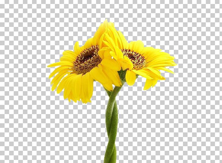 Common Sunflower Yellow NEONAKIS EVANGELOS PNG, Clipart, Blue, Blume, Color, Common Sunflower, Cute Little Yellow Chicken Free PNG Download