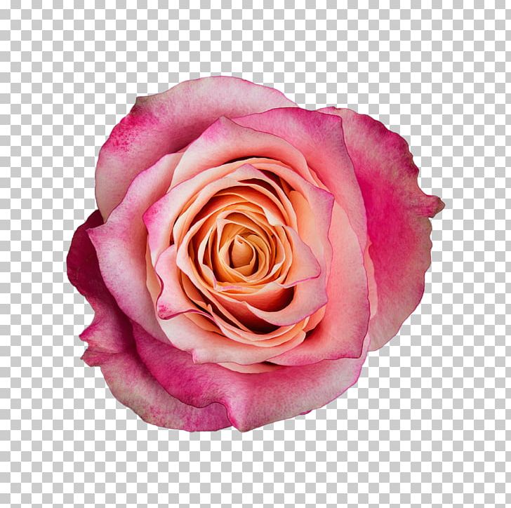 Garden Roses Cabbage Rose Floribunda Cut Flowers Pink PNG, Clipart, 3d Film, Athena, Cabbage Rose, Cut Flowers, Film Free PNG Download
