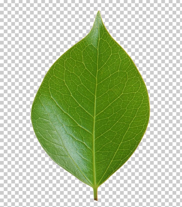 Leaf Green Plant Stem Ping PNG, Clipart, Green, Grey, Leaf, Painting, Ping Free PNG Download