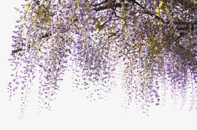 Wisteria Vines PNG, Clipart, Background, Branches, Decorative, Decorative Background, Flowers Free PNG Download
