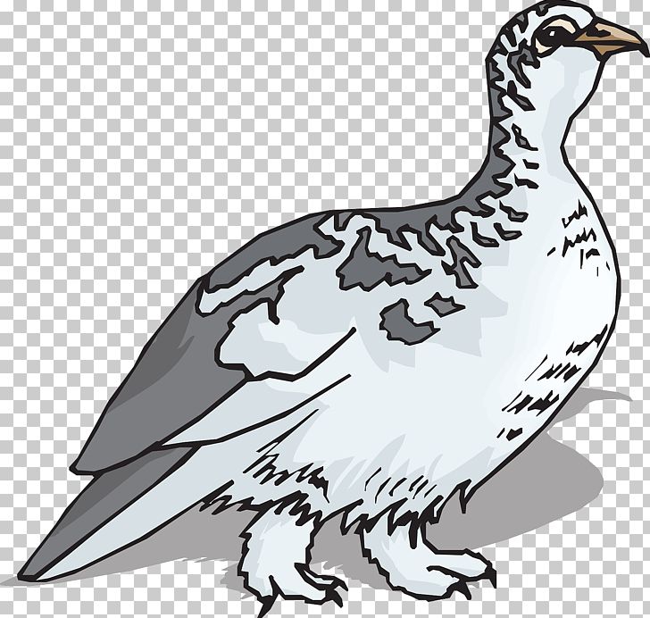 Bird Rock Ptarmigan PNG, Clipart, Animal, Animals, Background Gray, Beak, Bird Free PNG Download
