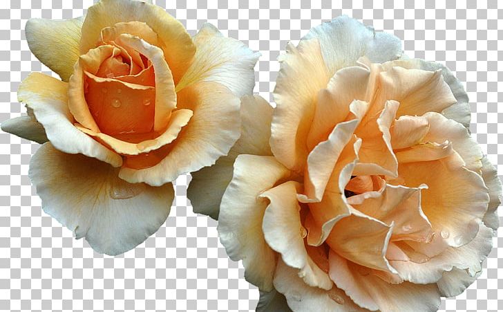 Garden Roses Flower Bouquet Hybrid Tea Rose Cut Flowers PNG, Clipart,  Free PNG Download
