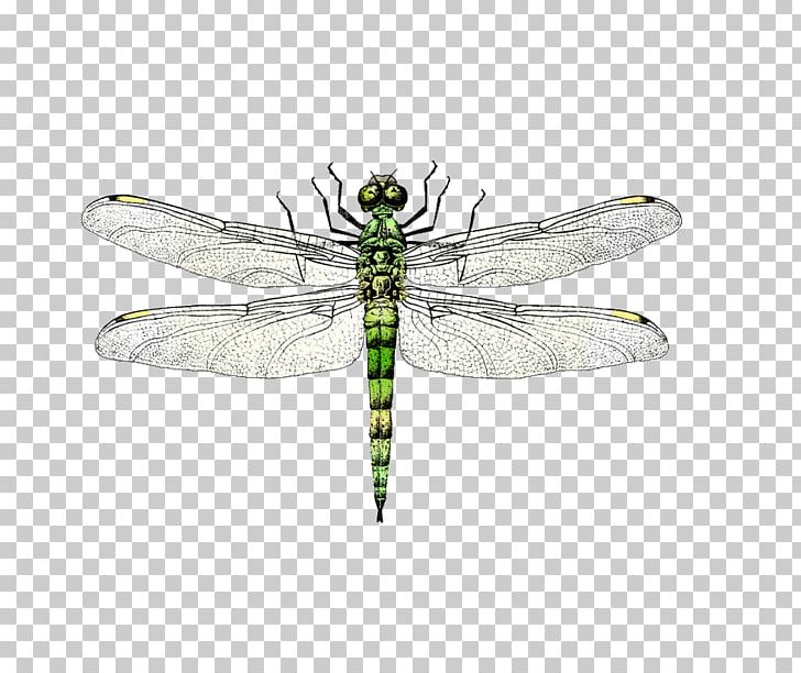 Insect Dragonfly Euclidean PNG, Clipart, Animal, Arthropod, Cartoon, Cartoon Dragonfly, Dragonfly Wings Free PNG Download