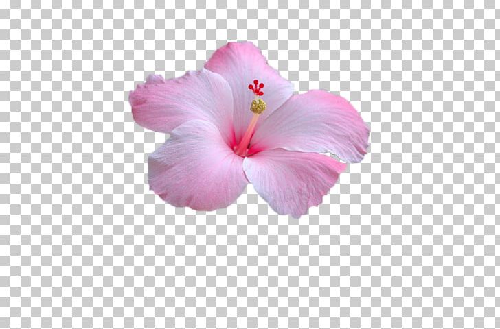 Rosemallows Pink Flower Petal PNG, Clipart, Color, Desktop Wallpaper, Flower, Flower Garden, Flowering Plant Free PNG Download