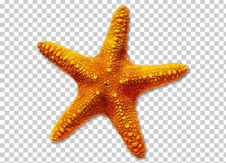 Starfish Desktop PNG, Clipart, Animals, Basket Star, Brittle Star, Clip Art, Computer Icons Free PNG Download