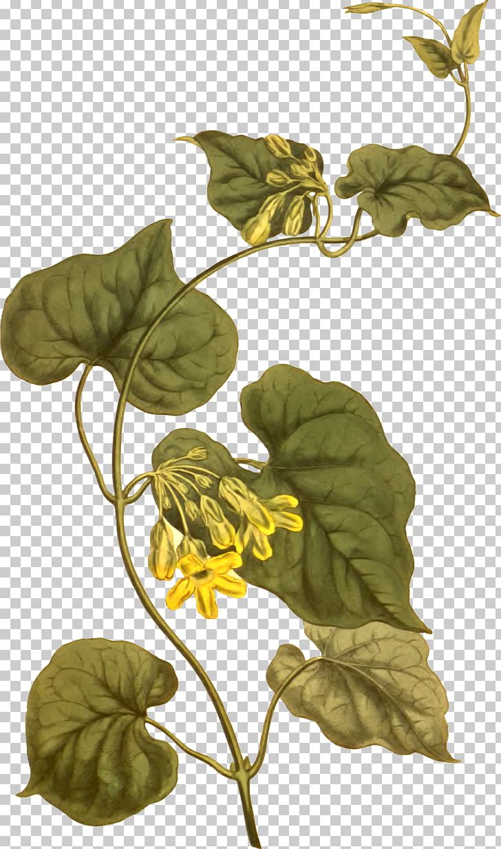 Telosma Cordata Leaf Taxon Telosma Africana Botany PNG, Clipart, Africana, Botanical, Botany, Coast, Creeper Free PNG Download