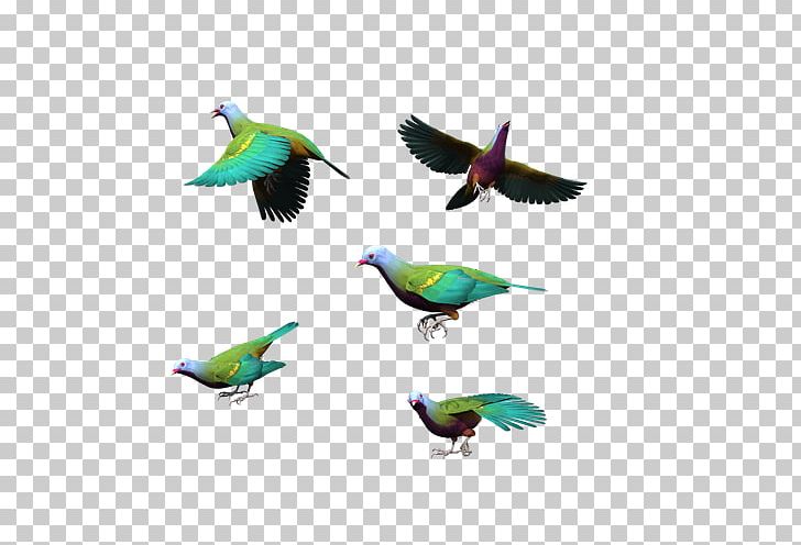 Bird Columbidae Flight Blue PNG, Clipart, Beak, Bird, Birds, Blue, Color Free PNG Download