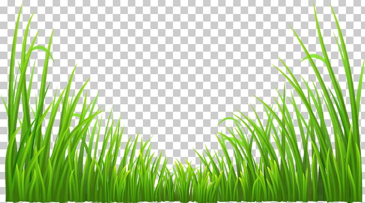 Green Plant Grass PNG, Clipart, Art, Background, Background Green, Color, Commodity Free PNG Download