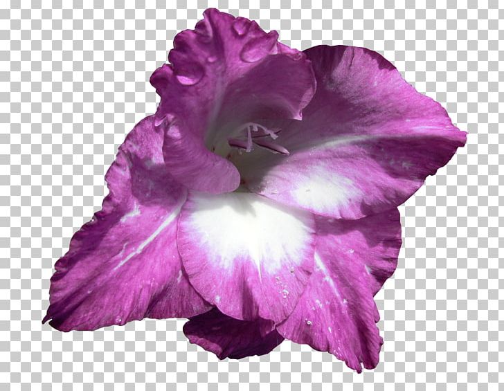 Irises Gladiolus Flowering Plant Iris Family PNG, Clipart, Cattleya, Cattleya Orchids, Cut Flowers, Flower, Flowering Plant Free PNG Download