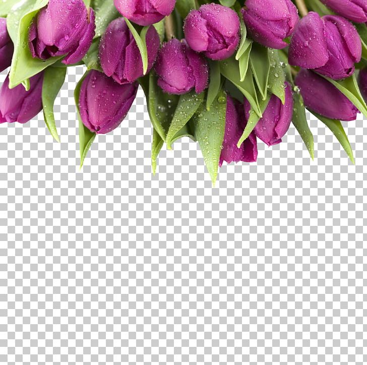 Tulip Purple Flower Stock Photography PNG, Clipart, Cut Flowers, Dew, Floral Design, Floristry, Flower Free PNG Download