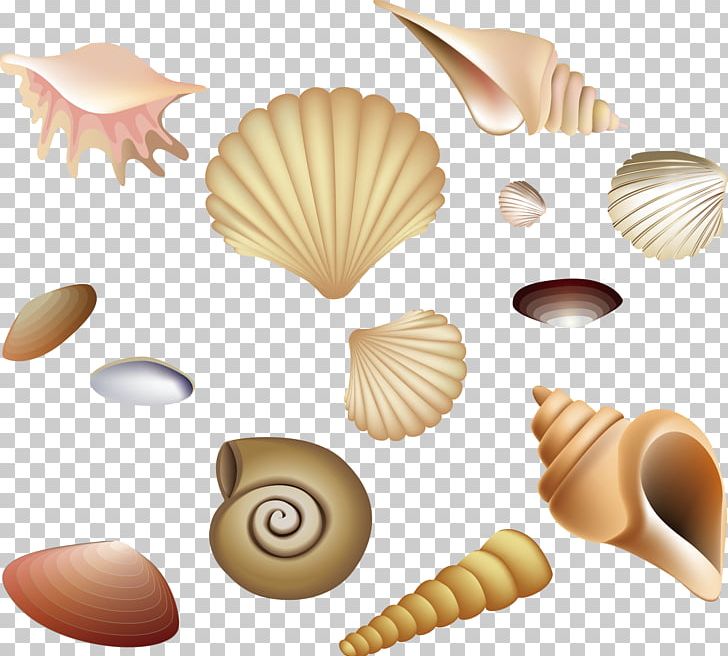 Beach PNG, Clipart, Animals, Beach, Caracol, Caracola, Conchology Free PNG Download