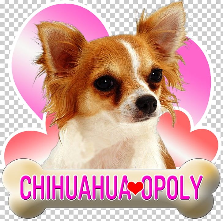 Long-haired Chihuahua Puppy Beagle Poodle PNG, Clipart, Animals, Beagle, Carnivoran, Chihuahua, Coat Free PNG Download
