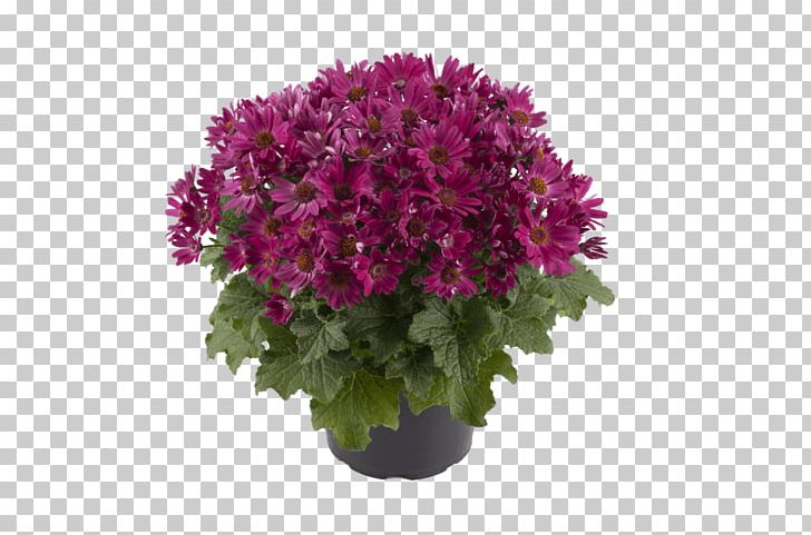 Pericallis × Hybrida Cineraria Ragworts Flowerpot PNG, Clipart, Annual Plant, Chrysanths, Compact, Cornales, Cut Flowers Free PNG Download
