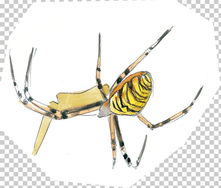 Insect Pest Arachnid Membrane PNG, Clipart, Animals, Arachnid, Arthropod, Insect, Invertebrate Free PNG Download