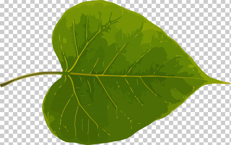 Bodhi Leaf Bodhi Day Bodhi PNG, Clipart, Anthurium, Bodhi, Bodhi Day, Bodhi Leaf, Flower Free PNG Download