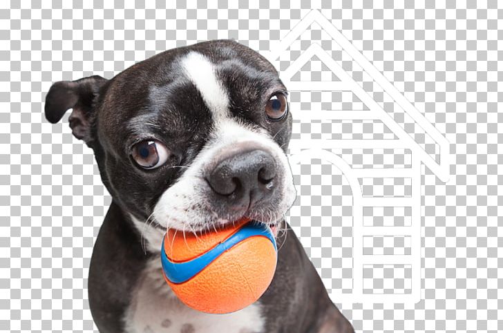 Boston Terrier Pet Sitting Companion Dog Dog Breed Cat PNG, Clipart,  Free PNG Download