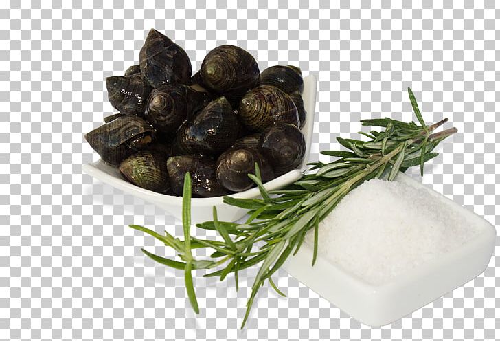 Clam Common Periwinkle Shellfish Seafood PNG, Clipart, Clam, Common Periwinkle, Fish, Food, Gastropods Free PNG Download