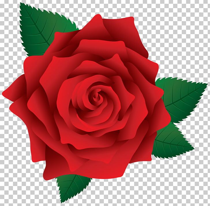 Rose Pink PNG, Clipart, Art, Black Rose, Blog, China Rose, Cut Flowers Free PNG Download