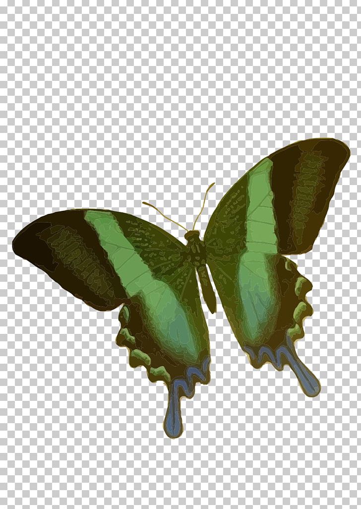 Butterfly PNG, Clipart, Animals, Arthropod, Butterfly, Butterfly Net, Computer Icons Free PNG Download