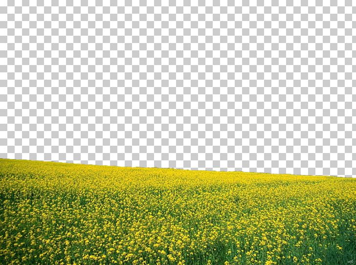 Flower Desktop Landscape Nature PNG, Clipart, Agriculture, Brassica, Canola, Common Sunflower, Crop Free PNG Download