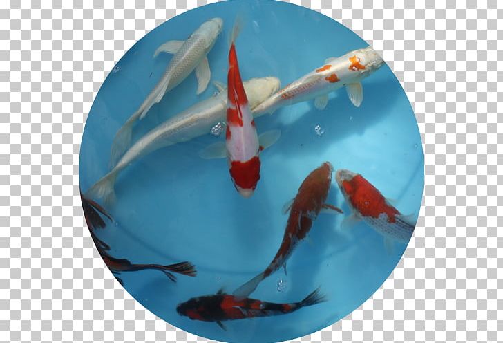 Koi Showa Carp Chagoi Shusui PNG, Clipart, Carp, Fin, From Japan, Inch, Japan Free PNG Download