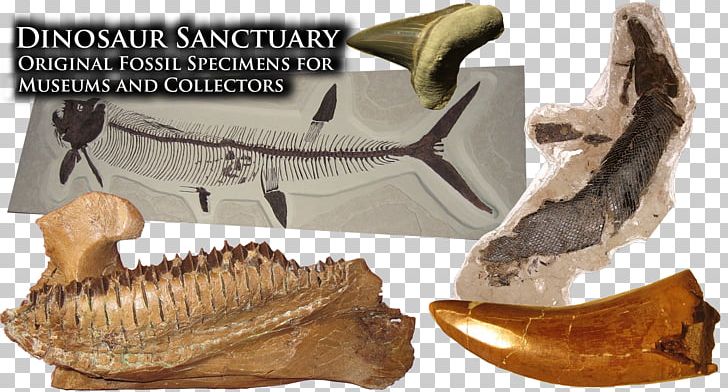 Marine Vertebrate Fossil Jaw PNG, Clipart, Cretaceous, Dinosaur, Dinosaur Bones, Fossil, Fossil Group Free PNG Download