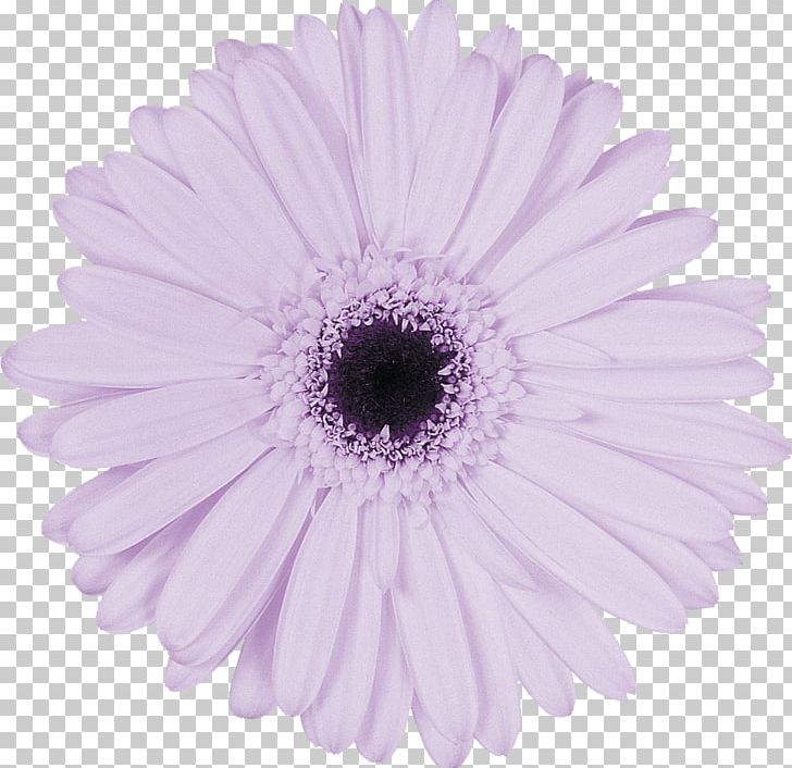 Photography Lilac Variable Cam Timing Purple Building A Love That Lasts: The Seven Surprising Secrets Of Successful Marriage PNG, Clipart, Aster, Blue, Chrysanths, Cut Flowers, Daisy Free PNG Download