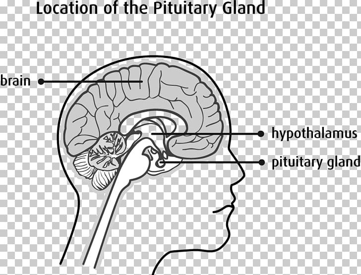 Pituitary Gland Hypothalamus Endocrine Gland Posterior Pituitary PNG, Clipart, Anatomy, Angle, Anterior Pituitary, Area, Black And White Free PNG Download