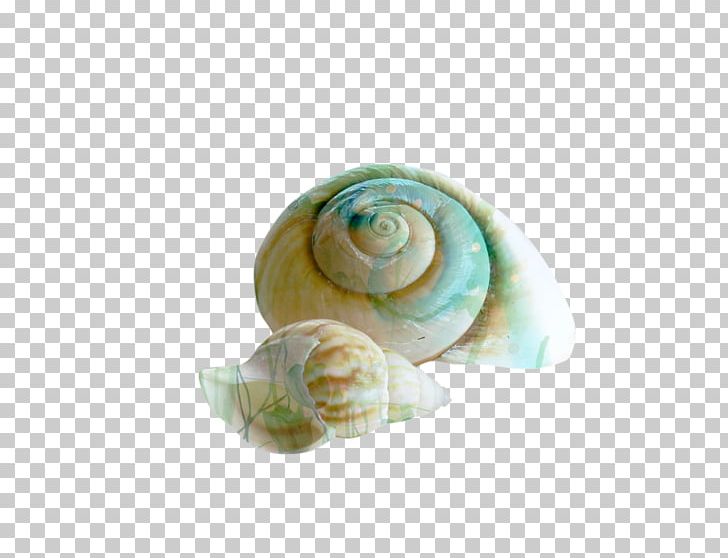 Seashell Snail Spiral Conch Shell Beach PNG, Clipart, Animals, Beach, Body Jewelry, Coast, Computer Icons Free PNG Download