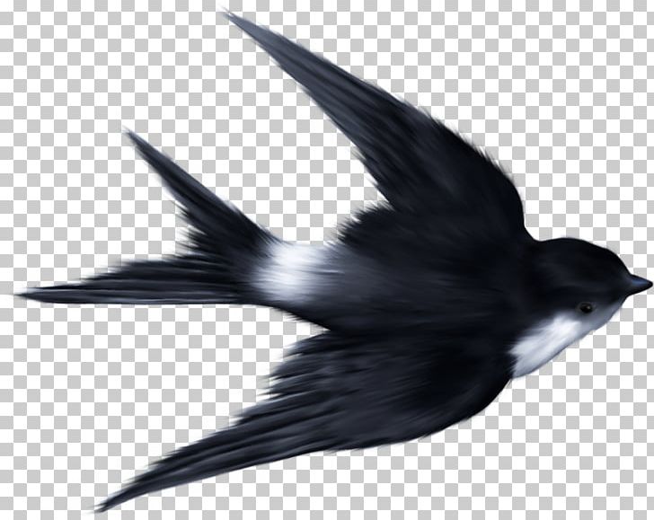Swallow Ukrainian Skycutter Bird Sparrow PNG, Clipart, Animals, Barn Swallow, Beak, Bird, Bird Flight Free PNG Download