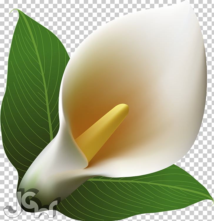 Arum-lily PNG, Clipart, Abstract Art, Alismatales, Alternative Medicine, Animation, Arum Free PNG Download