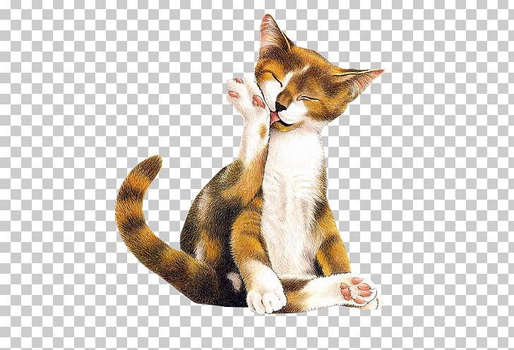 Cat Animaatio The Tabitha Stories Blog PNG, Clipart, American Wirehair, Animaatio, Animals, Animation, Blog Free PNG Download