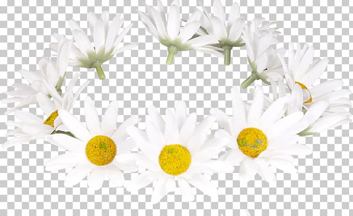 Floral Design Hug Love Bee Community PNG, Clipart, Bee, Chrysanthemum, Chrysanths, Community, Cut Flowers Free PNG Download