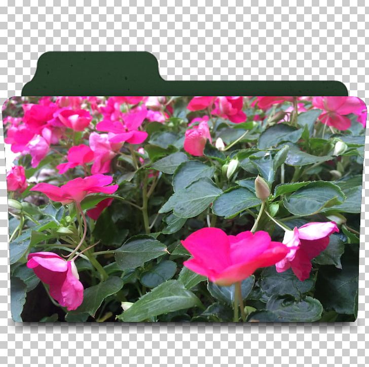 Flowering Plant Rosaceae Annual Plant Magenta PNG, Clipart, Annual Plant, Begonia, Family, Flora, Flower Free PNG Download