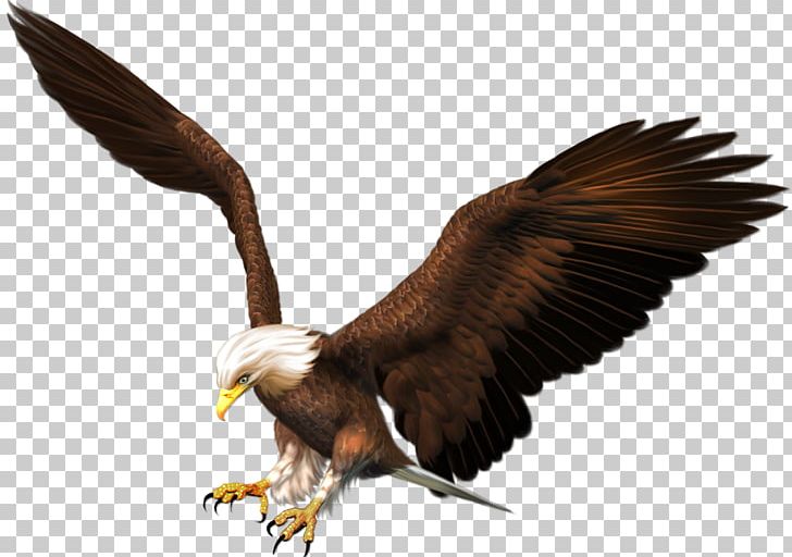 Bald Eagle Bird Of Prey Accipitriformes PNG, Clipart, Accipitriformes, Animals, Bald Eagle, Beak, Bird Free PNG Download