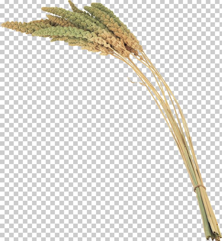 Grass Digital PNG, Clipart, Advertising, Cim, Cluster, Cok Guzel, Commodity Free PNG Download