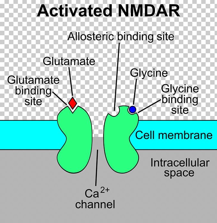 N-Methyl-D-aspartic Acid NMDA Receptor Glutamate Receptor PNG, Clipart,  Free PNG Download