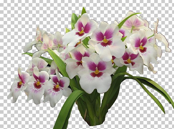 Orchids Cut Flowers Colorimetria Capilar 3112 (عدد) PNG, Clipart, Cattleya, Color, Colorimetry, Cultivar, Cut Flowers Free PNG Download