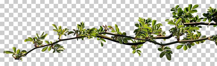Twig Leaf Branch Rosier-feuilles PNG, Clipart, Branch, Download, Flora, Grass, Leaf Free PNG Download