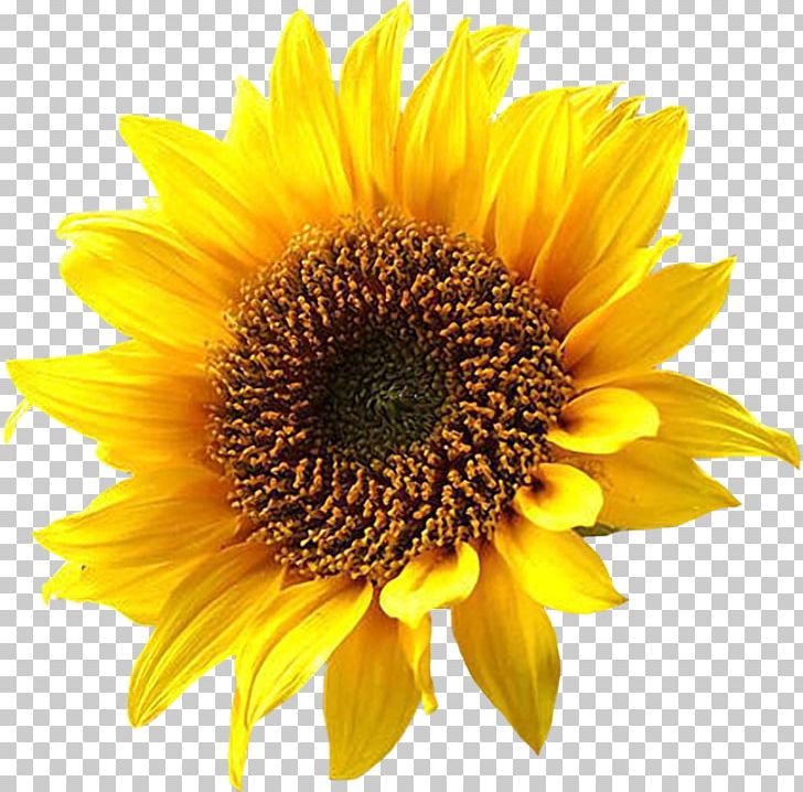 Common Sunflower PNG, Clipart, Annual Plant, Clip Art, Common Sunflower, Daisy Family, Download Free PNG Download