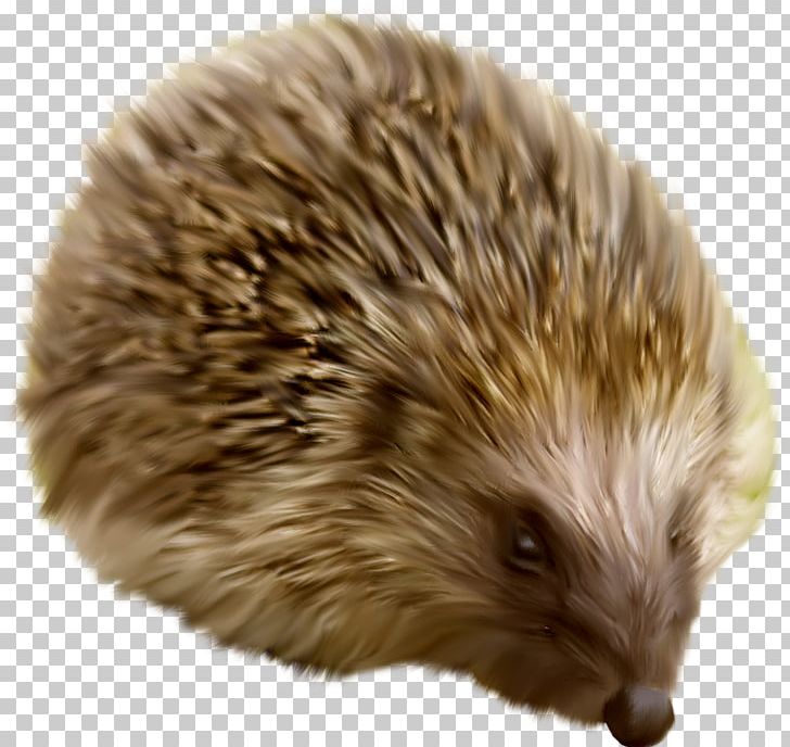Domesticated Hedgehog Raster Graphics PNG, Clipart, Animal, Animals, Animated Film, Digital Image, Domesticated Hedgehog Free PNG Download