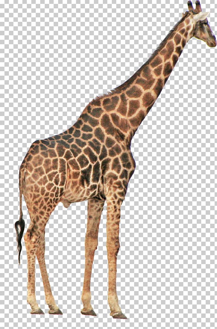Etosha National Park Northern Giraffe Safari Park Toy PNG, Clipart, Animal, Animal Figure, Child, Etosha National Park, Fauna Free PNG Download