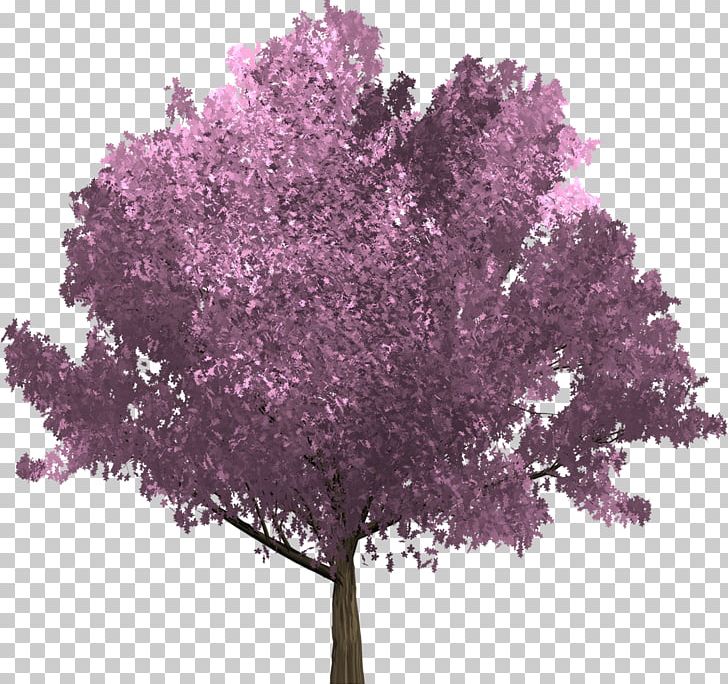 Tree Purple Betula Pubescens Branch Oak PNG, Clipart, Betula Pubescens, Birch, Blossom, Branch, Cherry Blossom Free PNG Download