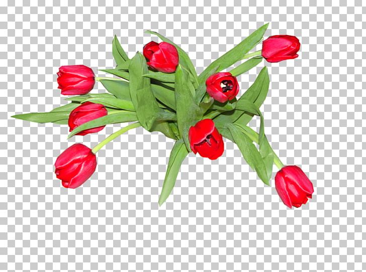 Tulip Flower LiveInternet Diary PNG, Clipart, Author, Bagira, Birthday, Cut Flowers, Daytime Free PNG Download
