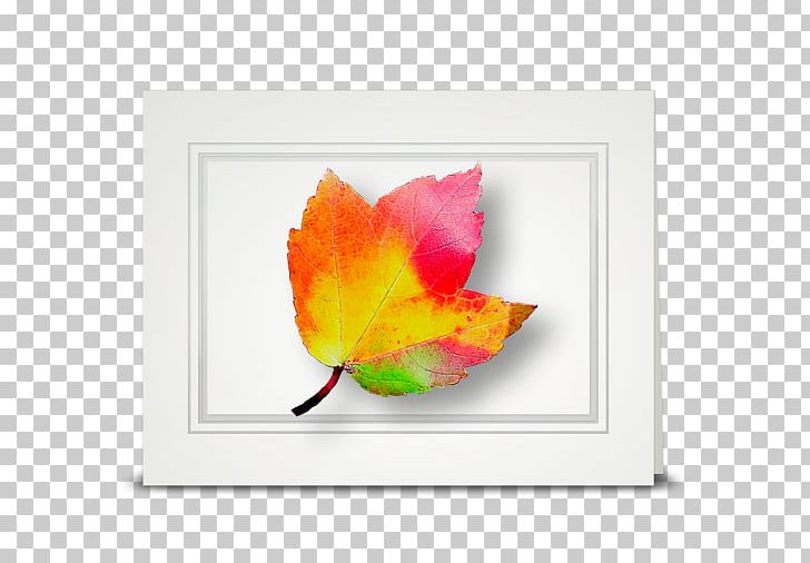 Flower Maple Leaf Petal Cottage Png Clipart American Sweetgum