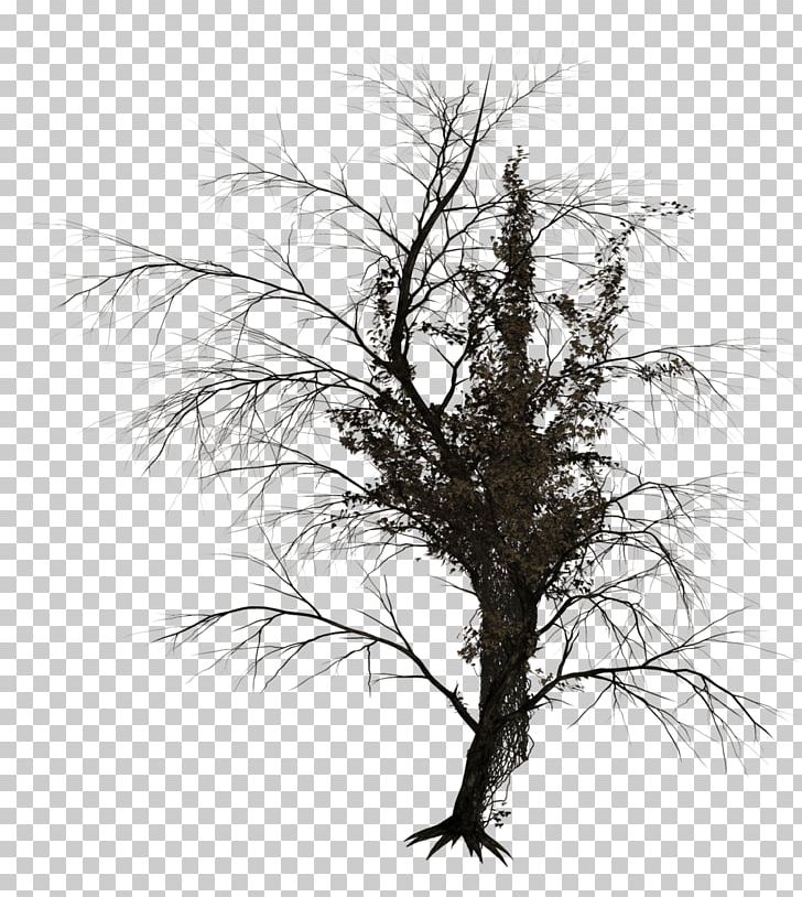 Tree Photography PNG, Clipart, Art, Black And White, Branch, Deviantart, Drawing Free PNG Download