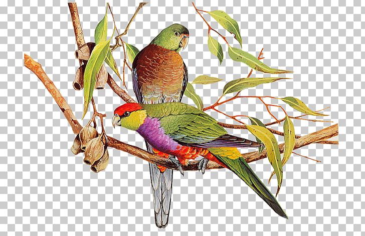 Bird Watercolor Painting Parrot Art PNG, Clipart, Animals, Art, Beak, Bird Supply, Common Pet Parakeet Free PNG Download