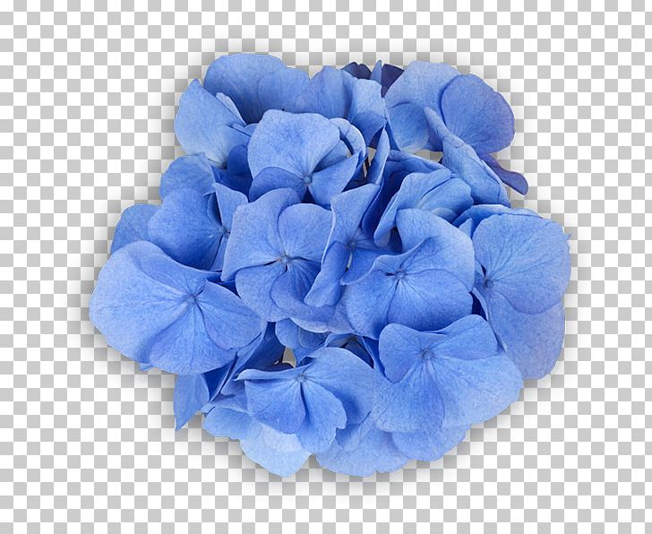 Hydrangea Cut Flowers Petal Rose Family PNG, Clipart, Baby, Baby Blue, Blue, Cornales, Cut Flowers Free PNG Download