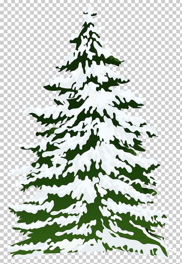 Pine Fir Spruce Tree PNG, Clipart, Black And White, Branch, Christmas, Christmas Decoration, Christmas Ornament Free PNG Download