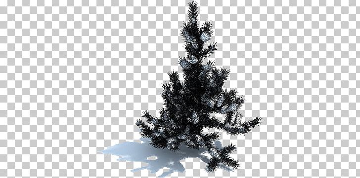 Spruce Fir Tree PNG, Clipart, Branch, Christmas Decoration, Christmas Ornament, Christmas Tree, Com Free PNG Download